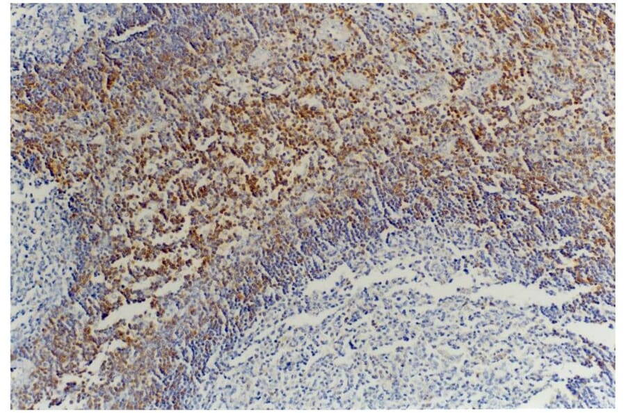 IHC - Anti-CD45RB Antibody [MEM-55] (A85780)