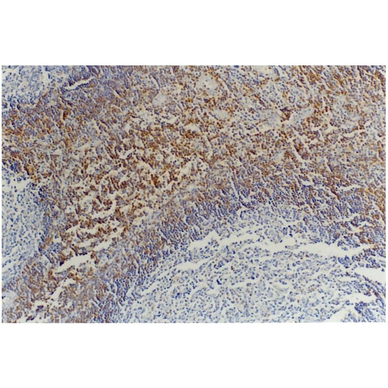 IHC - Anti-CD45RB Antibody [MEM-55] (A85780)