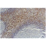 IHC - Anti-CD45RB Antibody [MEM-55] (A85780)