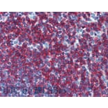 IHC - Anti-CD45RB Antibody [MEM-55] (A85780)
