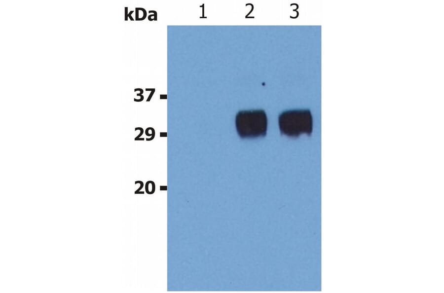 WB - Anti-LST1 Antibody [LST1/02] (A85783)