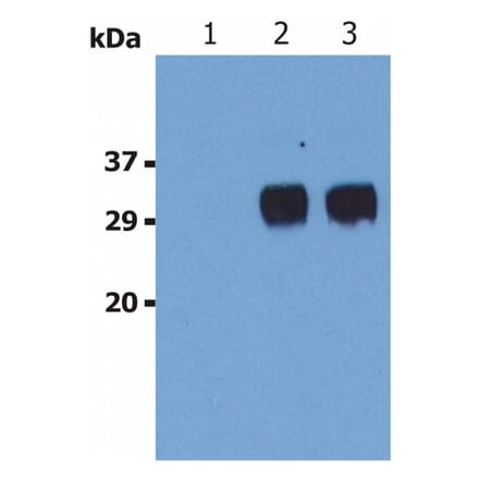 WB - Anti-LST1 Antibody [LST1/02] (A85783)