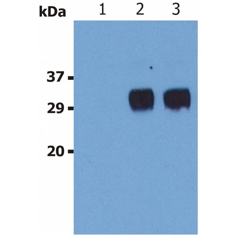 WB - Anti-LST1 Antibody [LST1/02] (A85783)
