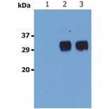 WB - Anti-LST1 Antibody [LST1/02] (A85783)