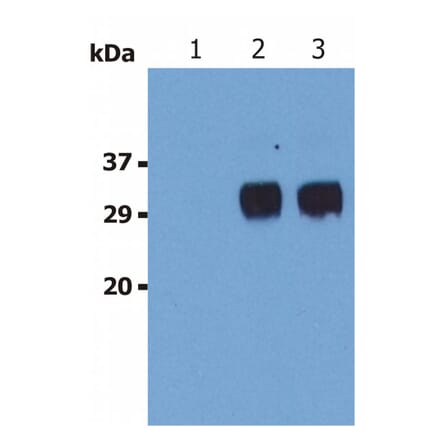 Western Blot - Anti-LST1 Antibody [LST1/02] (A85782) - Antibodies.com