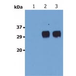 Western Blot - Anti-LST1 Antibody [LST1/02] (A85782) - Antibodies.com
