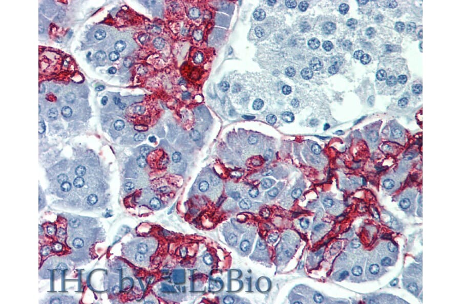 IHC - Anti-Blood Group Lewis A Antibody [7LE] (A85793)