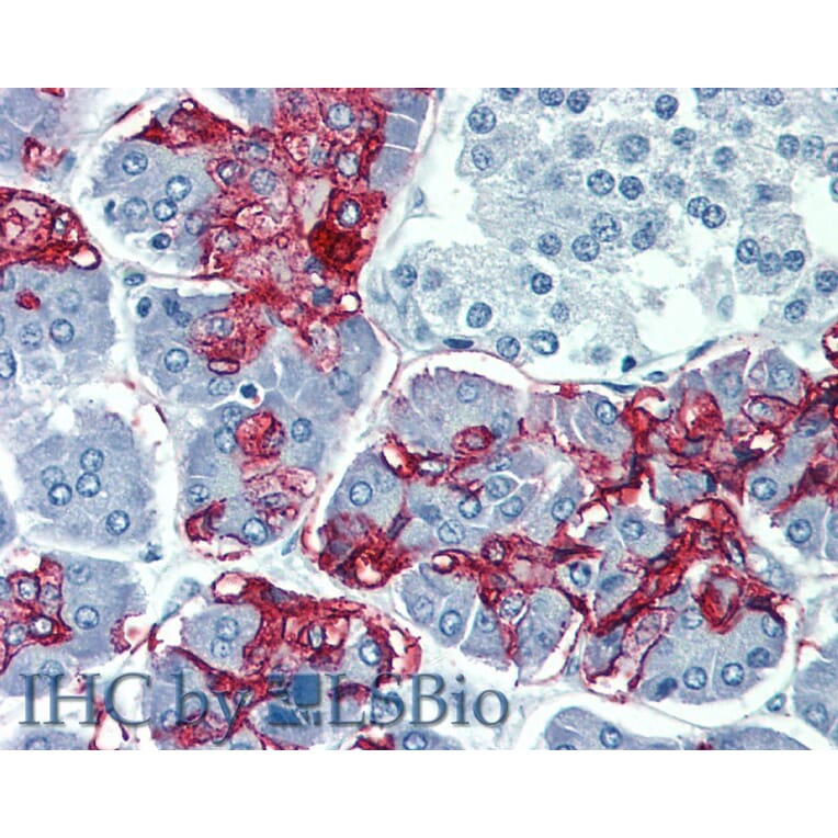 IHC - Anti-Blood Group Lewis A Antibody [7LE] (A85793)