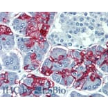 IHC - Anti-Blood Group Lewis A Antibody [7LE] (A85793)