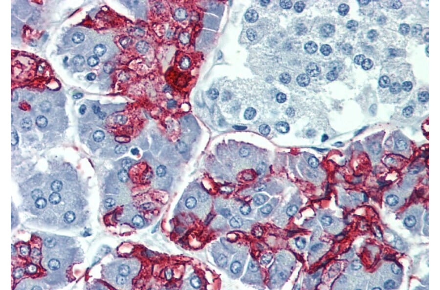 Immunohistochemistry - Anti-Blood Group Lewis a Antibody [7LE] (A85793) - Antibodies.com
