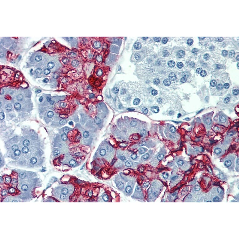 Immunohistochemistry - Anti-Blood Group Lewis a Antibody [7LE] (A85793) - Antibodies.com