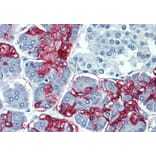 Immunohistochemistry - Anti-Blood Group Lewis a Antibody [7LE] (A85793) - Antibodies.com