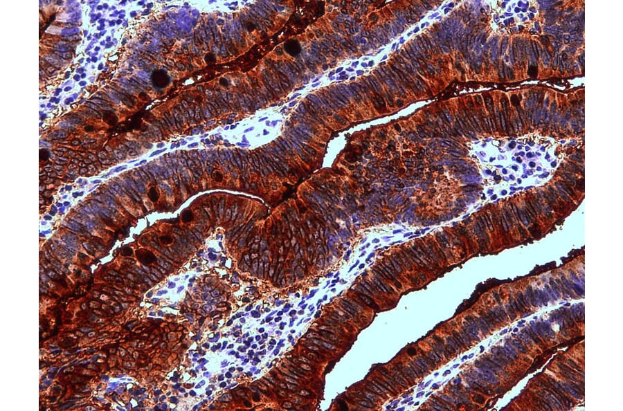 Immunohistochemistry - Anti-Blood Group Lewis a Antibody [7LE] (A85792) - Antibodies.com