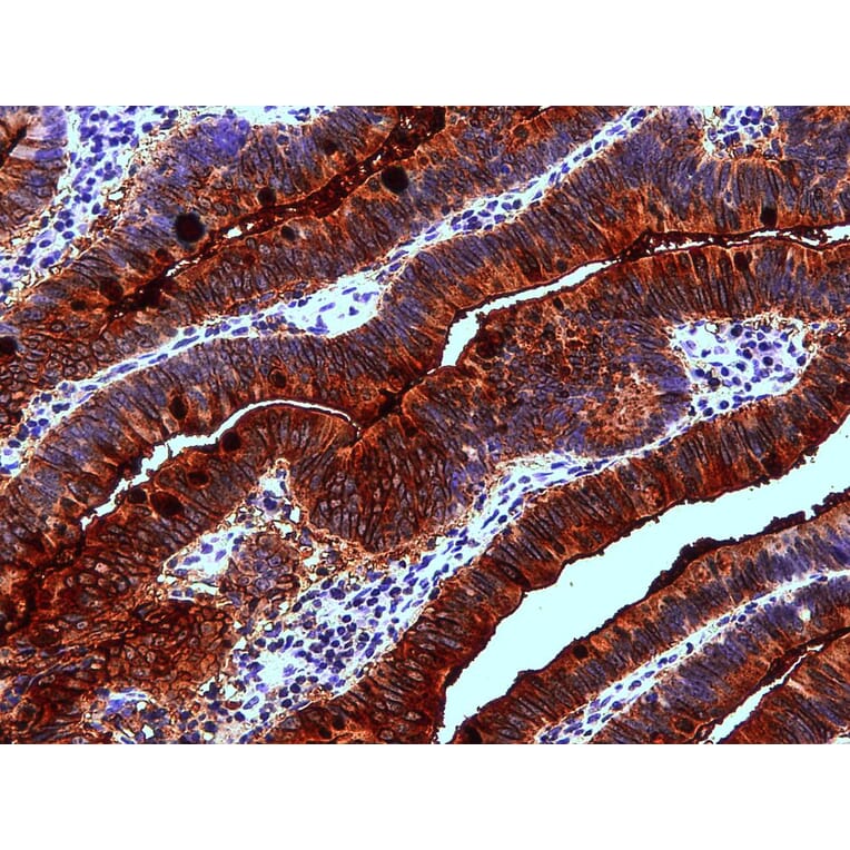 Immunohistochemistry - Anti-Blood Group Lewis a Antibody [7LE] (A85792) - Antibodies.com