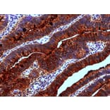 Immunohistochemistry - Anti-Blood Group Lewis a Antibody [7LE] (A85792) - Antibodies.com