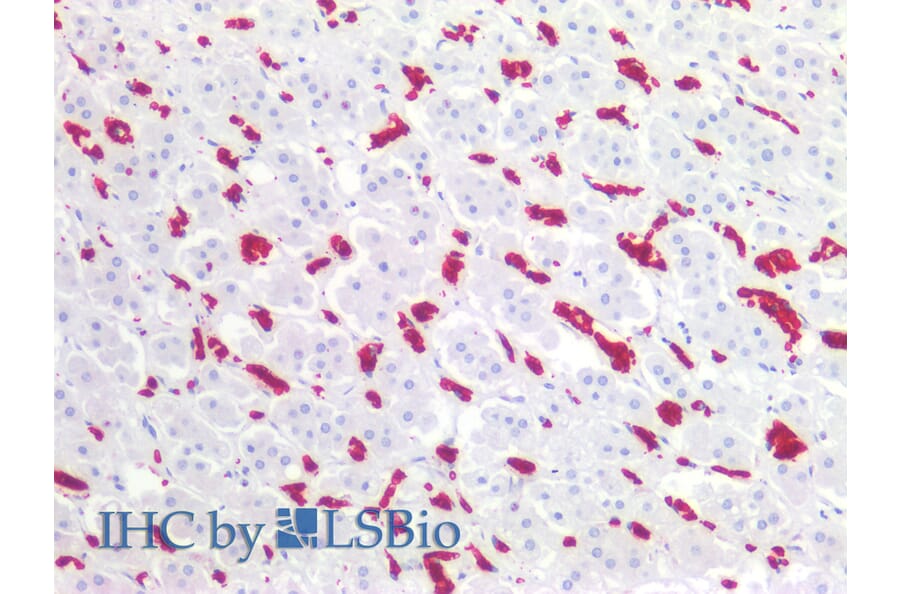 IHC - Anti-Glycophorin A + B Antibody [HIR2] (A85803)