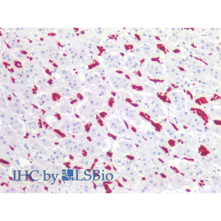 IHC - Anti-Glycophorin A + B Antibody [HIR2] (A85803)