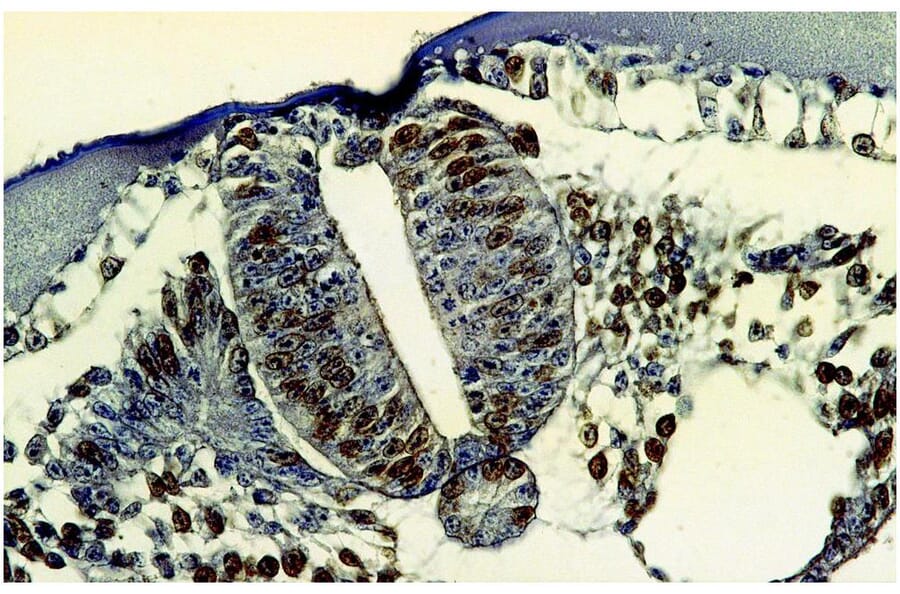 IHC - Anti-BrdU Antibody [MoBu-1] (A85813)