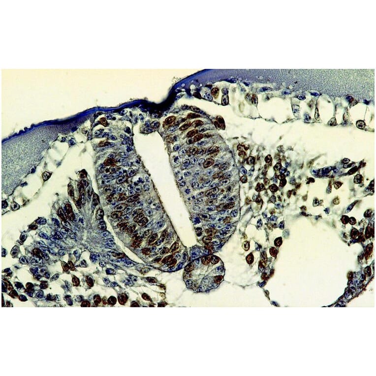 IHC - Anti-BrdU Antibody [MoBu-1] (A85813)