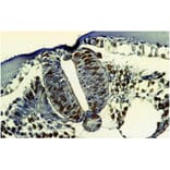 IHC - Anti-BrdU Antibody [MoBu-1] (A85813)