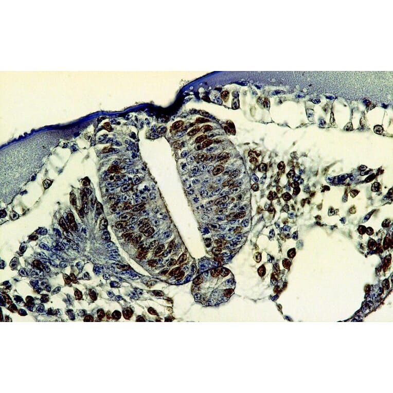 Immunohistochemistry - Anti-BrdU Antibody [MoBu-1] (A85813) - Antibodies.com
