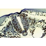 Immunohistochemistry - Anti-BrdU Antibody [MoBu-1] (A85813) - Antibodies.com