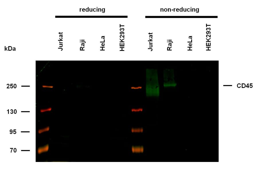 WB - Anti-CD45 Antibody [2D1] (A85817)