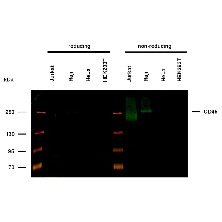WB - Anti-CD45 Antibody [2D1] (A85817)