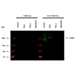 WB - Anti-CD45 Antibody [2D1] (A85817)