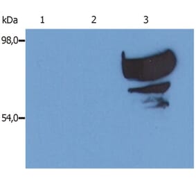WB - Anti-Transferrin Antibody [PTF-02] (A85822)