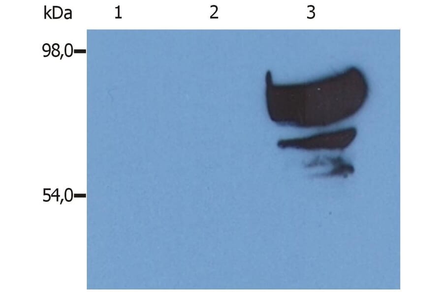 WB - Anti-Transferrin Antibody [PTF-02] (A85822)