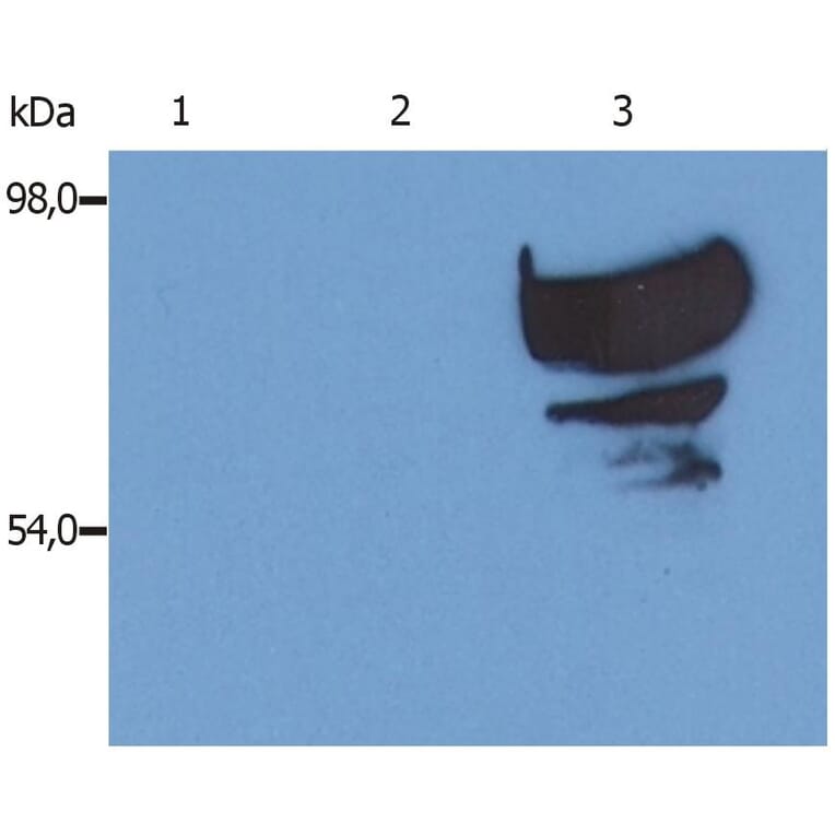 WB - Anti-Transferrin Antibody [PTF-02] (A85822)