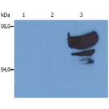 WB - Anti-Transferrin Antibody [PTF-02] (A85822)