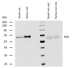 WB - Anti-PAG1 Antibody (A85825)