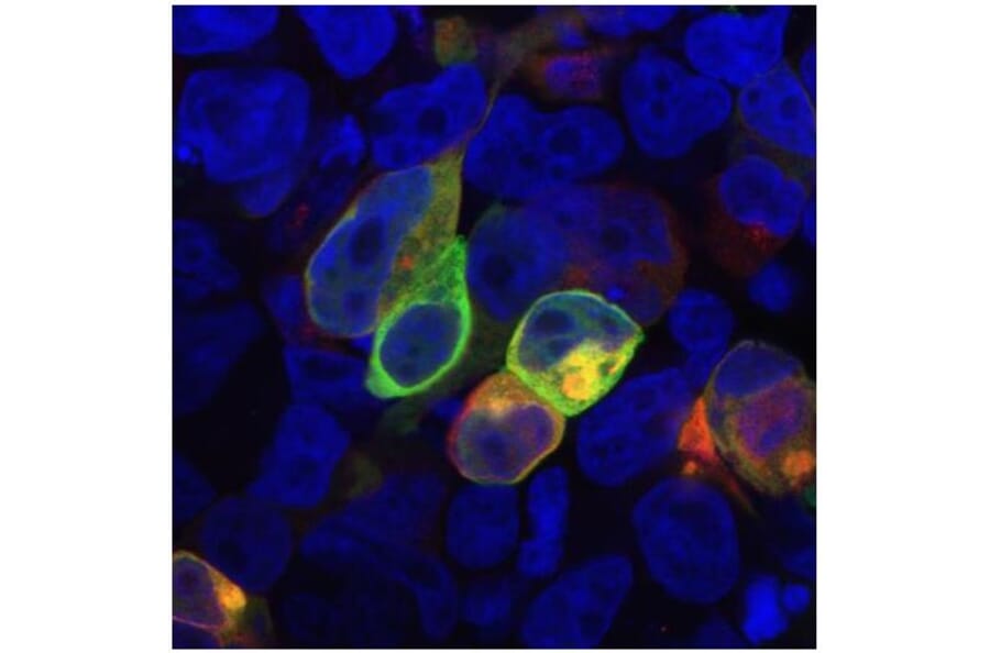 ICC - Anti-PRR7 Antibody [TRAP3/10] (A85830)