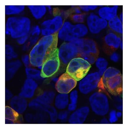 ICC - Anti-PRR7 Antibody [TRAP3/10] (A85830)