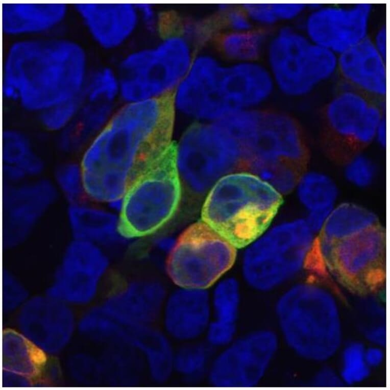ICC - Anti-PRR7 Antibody [TRAP3/10] (A85830)