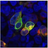 ICC - Anti-PRR7 Antibody [TRAP3/10] (A85830)