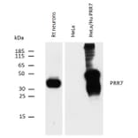 WB - Anti-PRR7 Antibody [TRAP3/10] (A85830)