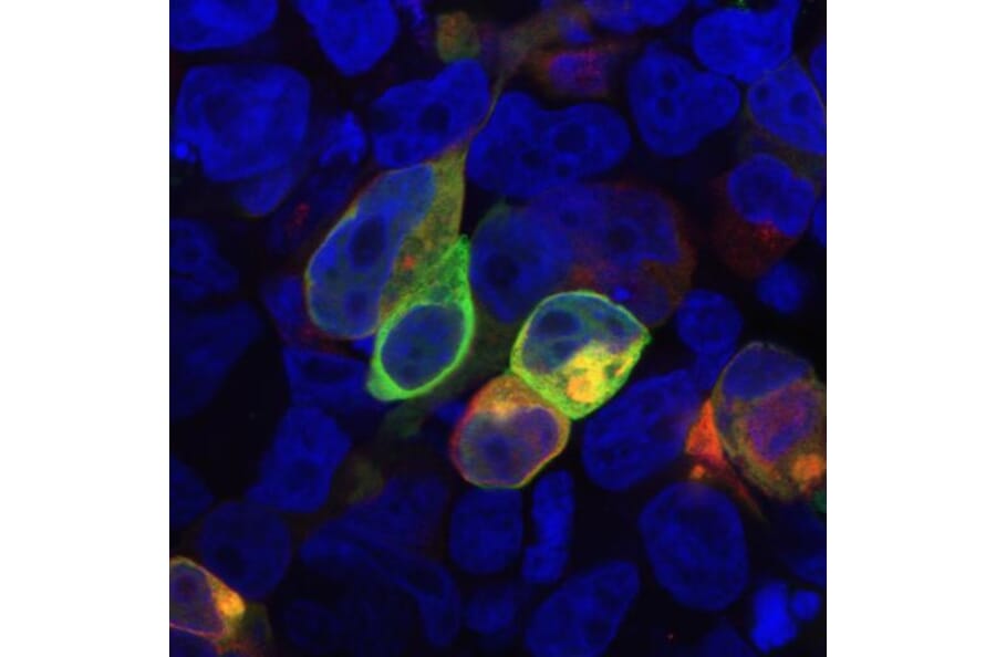 Immunocytochemistry - Anti-PRR7 Antibody [TRAP3/10] (A85830) - Antibodies.com
