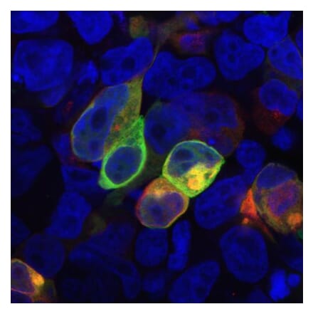 Immunocytochemistry - Anti-PRR7 Antibody [TRAP3/10] (A85830) - Antibodies.com