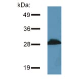 Western Blot - Anti-PRR7 Antibody [TRAP3/10] (A85827) - Antibodies.com