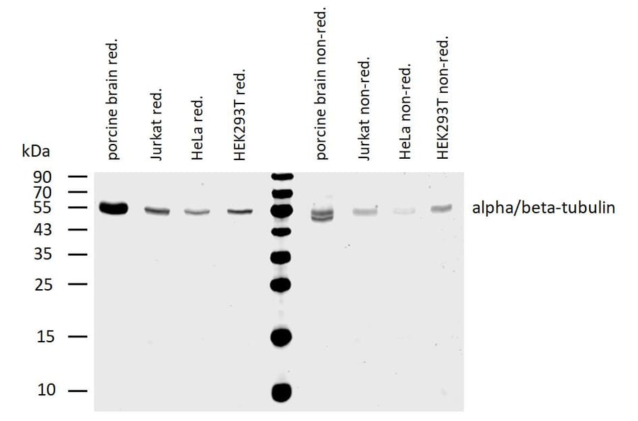 WB - Anti-alpha Tubulin + beta Tubulin Antibody [TU-08] (A85833)