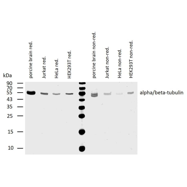 WB - Anti-alpha Tubulin + beta Tubulin Antibody [TU-08] (A85833)