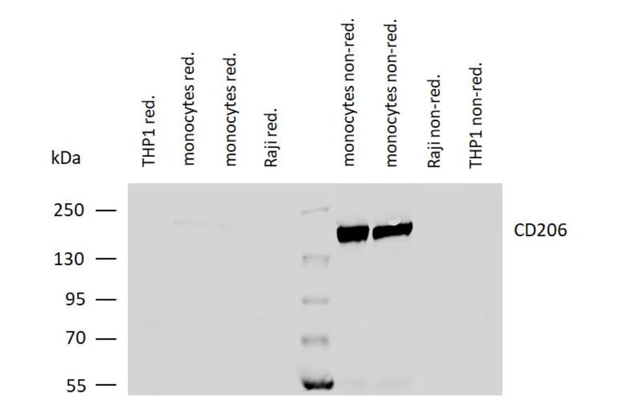 WB - Anti-Mannose Receptor Antibody [15-2] - Low endotoxin, Azide free (A85837)