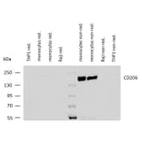 WB - Anti-Mannose Receptor Antibody [15-2] - Low endotoxin, Azide free (A85837)