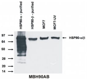 WB - Anti-HSP90 alpha + beta Antibody [MBH90AB] (A85843)