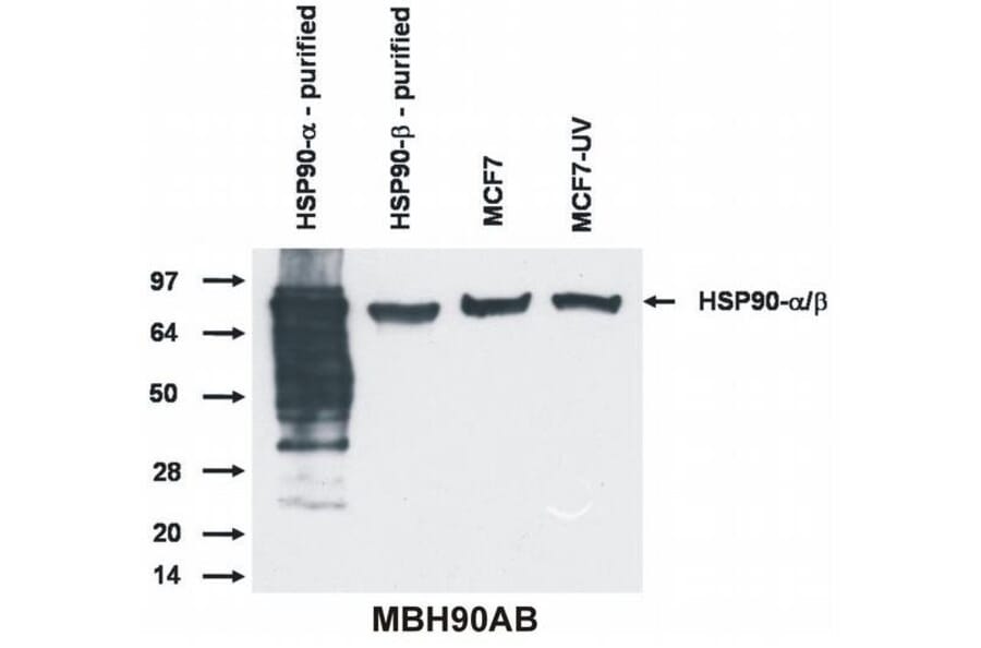 WB - Anti-HSP90 alpha + beta Antibody [MBH90AB] (A85843)