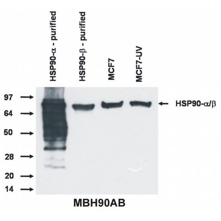 WB - Anti-HSP90 alpha + beta Antibody [MBH90AB] (A85843)