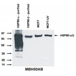 WB - Anti-HSP90 alpha + beta Antibody [MBH90AB] (A85843)